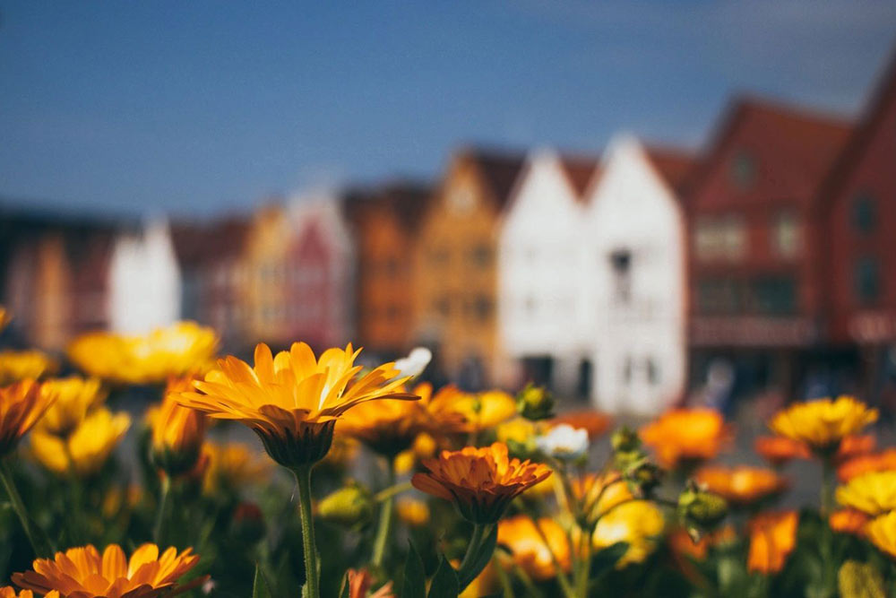 Blumenwiese, steht symbolisch für die Bewirtschaftung der Immobilien